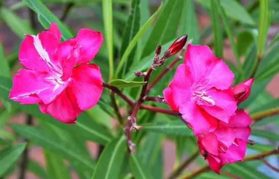 adelfa planta venenosa hogar