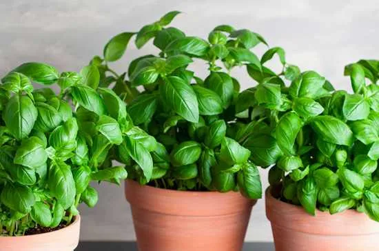 albahaca para la fortuna
