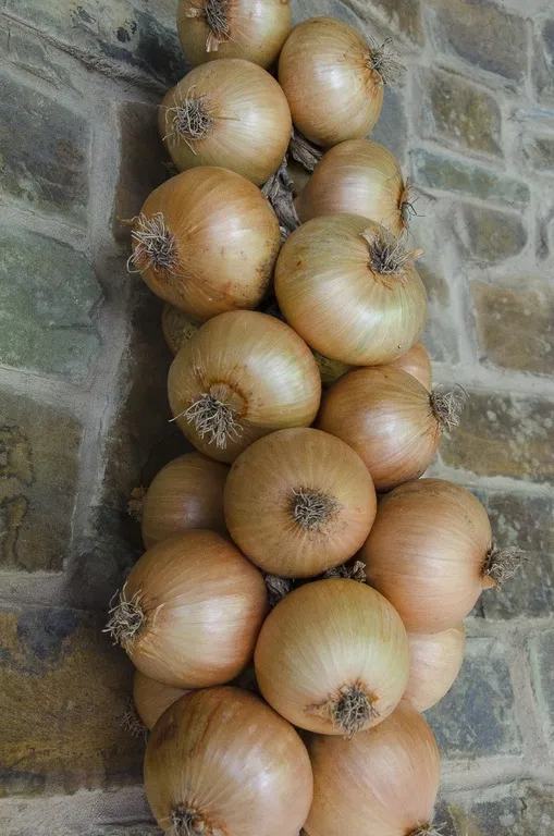 amuleto de protección con cebolla