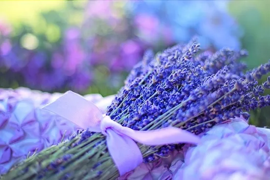 Lavanda
