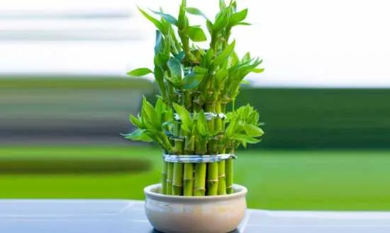 bambu de la suerte