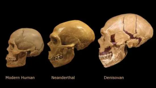 Especie Denisovanos no humanos