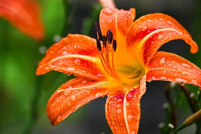La esencia espiritual de las flores - Lirio