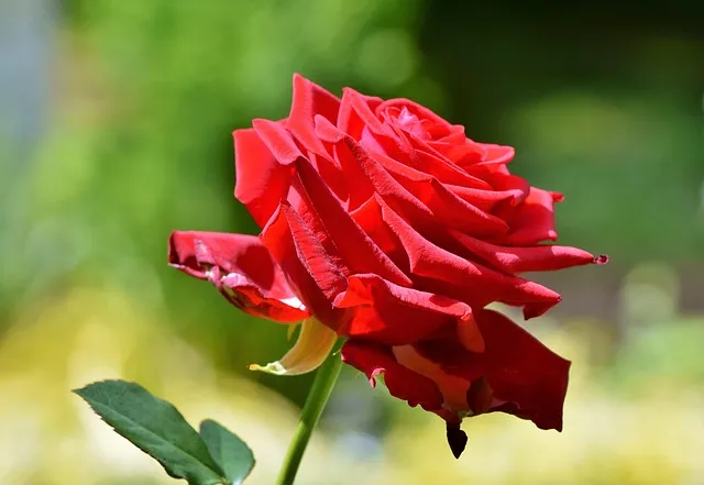 Rosa – El corazón sagrado