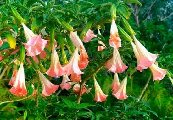 floripondio flor toxicidad
