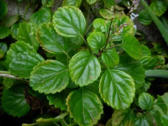 hoja de la planta del dinero, leyenda