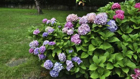 hortensias, tóxicas