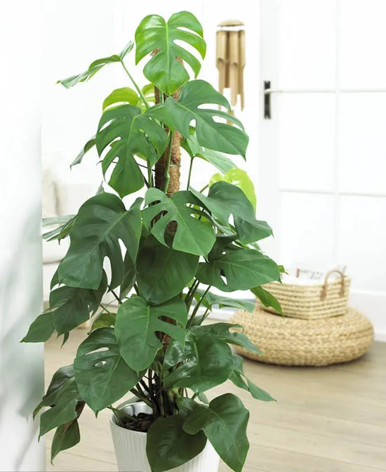 monstera plantas peligrosas