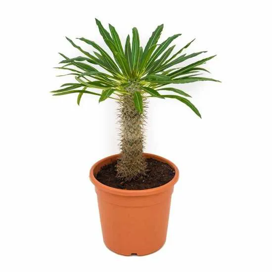 pachypodium lamerei plantas interior