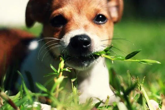 plantas toxicas para perros