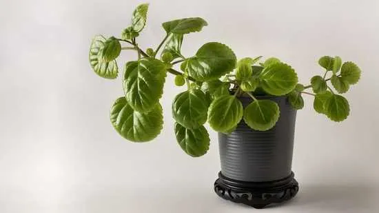 planta del dinero para los negocios