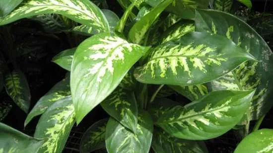 plantas peligrosas dieffenbachia