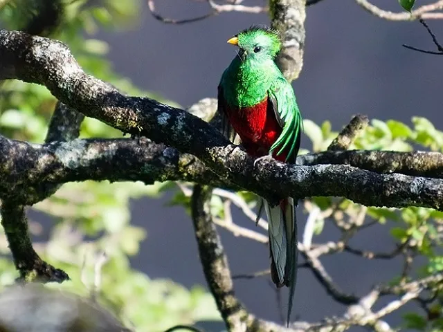 Quetzal como animal espiritual
